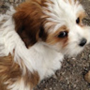 Meet your Posher, Serena